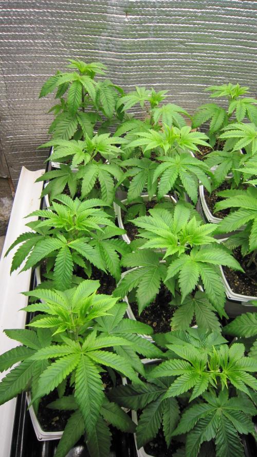 Runtz Mintz Cream by SnowShoe Joe. Week 5 - Plants 1 to 8
