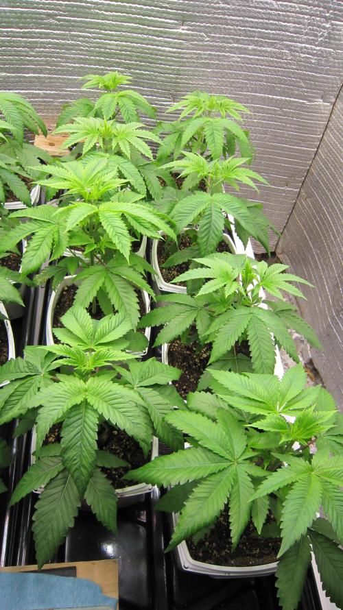 Runtz Mintz Cream by SnowShoe Joe. Week 5 - Plants 9 to 16