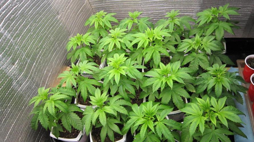 Runtz Mintz Cream by SnowShoe Joe. Week 5 - Runtz Mintz Cream - 16 regular cannabis plants