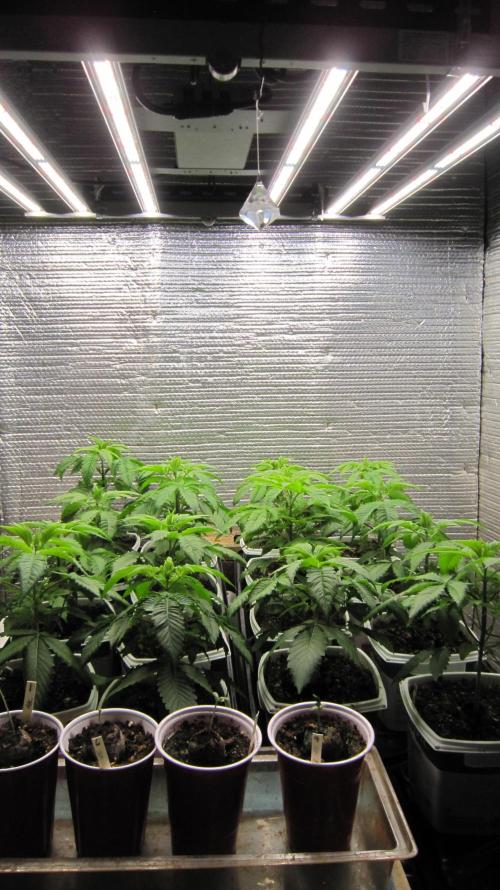 Runtz Mintz Cream by SnowShoe Joe. Week 5 - Mars Hydro Light. - FC-4800