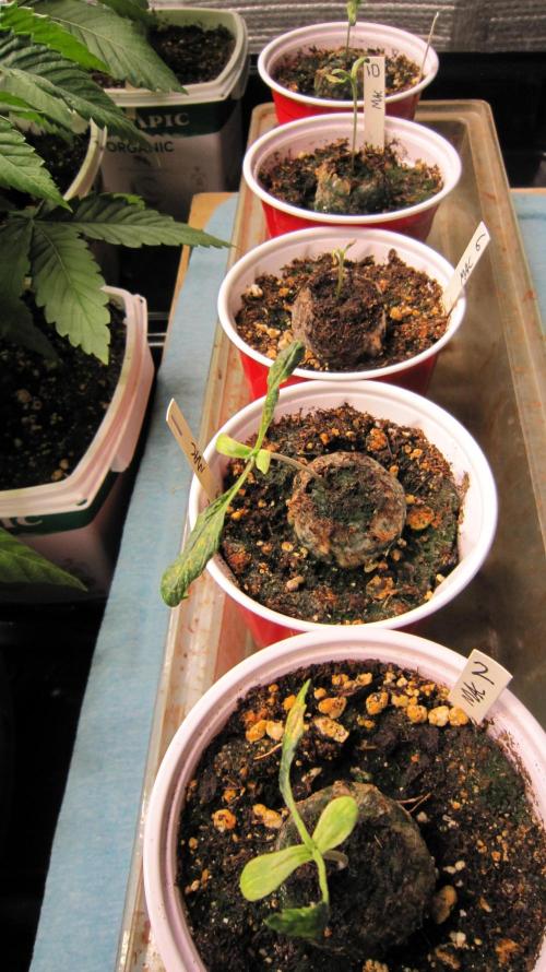 Runtz Mintz Cream by SnowShoe Joe. Week 5 - Stupid Plants. The other strain. I was going to make seeds. Stupid Plants. 🙄