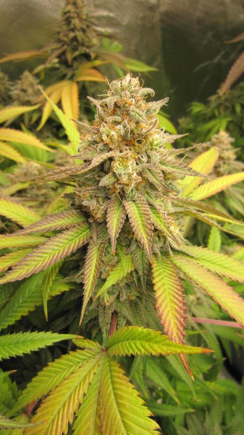 🍋 Lemon 🍊 Mandarin 😎 🤗 🤩. Week 22 - Plant #1
