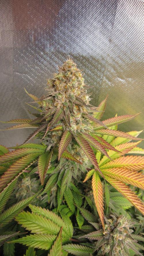 🍋 Lemon 🍊 Mandarin 😎 🤗 🤩. Week 22 - Plant #1