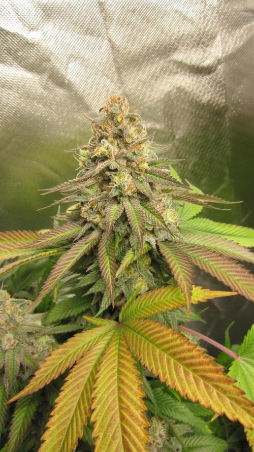 🍋 Lemon 🍊 Mandarin 😎 🤗 🤩. Week 22 - Plant #1