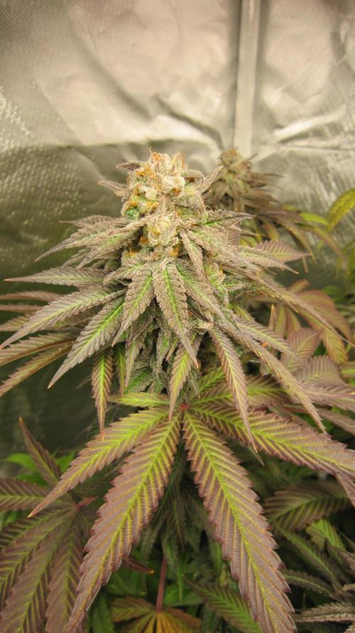 🍋 Lemon 🍊 Mandarin 😎 🤗 🤩. Week 22 - Plant #2