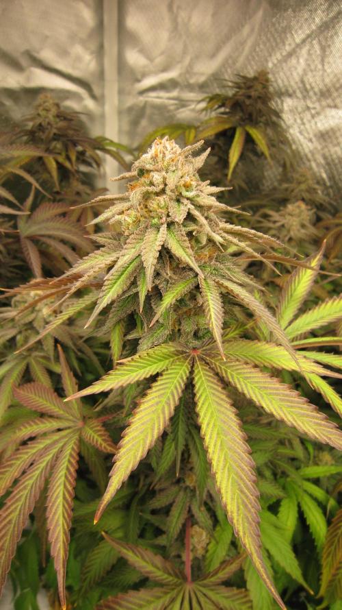 🍋 Lemon 🍊 Mandarin 😎 🤗 🤩. Week 22 - Plant #2