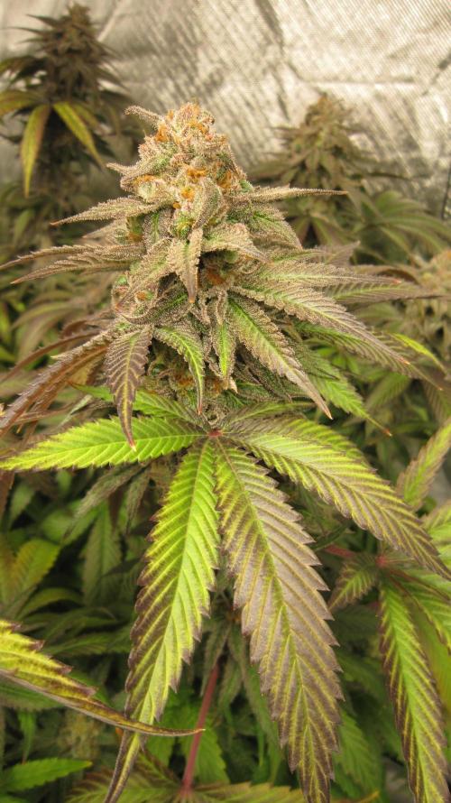 🍋 Lemon 🍊 Mandarin 😎 🤗 🤩. Week 22 - Plant #2