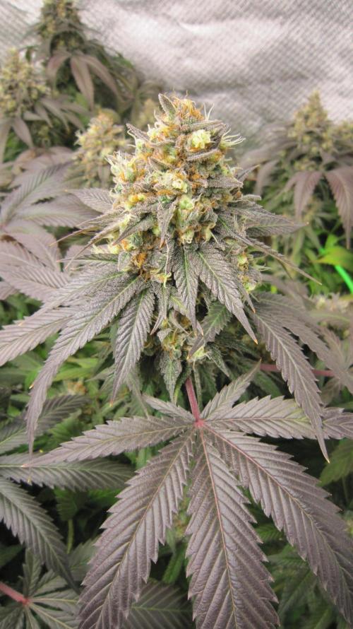 🍋 Lemon 🍊 Mandarin 😎 🤗 🤩. Week 22 - Plant #3
