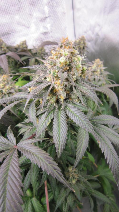 🍋 Lemon 🍊 Mandarin 😎 🤗 🤩. Week 22 - Plant #3