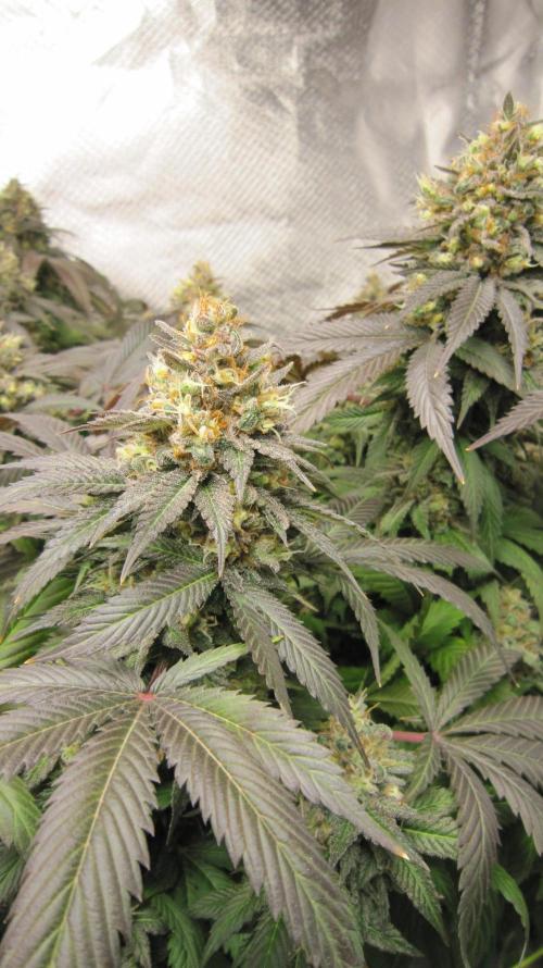 🍋 Lemon 🍊 Mandarin 😎 🤗 🤩. Week 22 - Plant #3