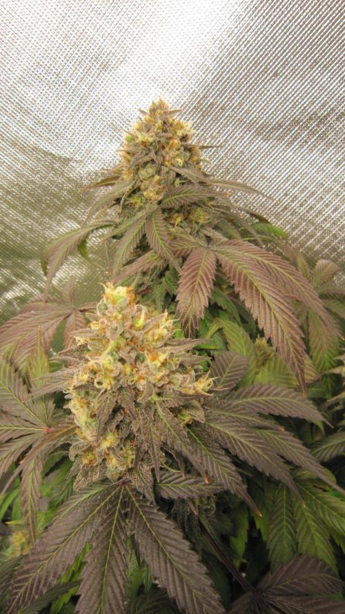 🍋 Lemon 🍊 Mandarin 😎 🤗 🤩. Week 22 - Plant #3