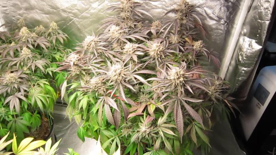 💪🔥⚡ Hulk OG - by IZI