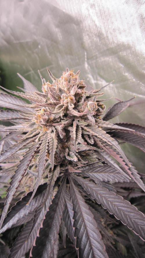 💪🔥⚡ Hulk OG - by IZI. Week 22 - Hulk OG