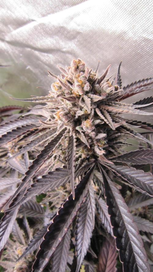 💪🔥⚡ Hulk OG - by IZI. Week 22 - Hulk OG