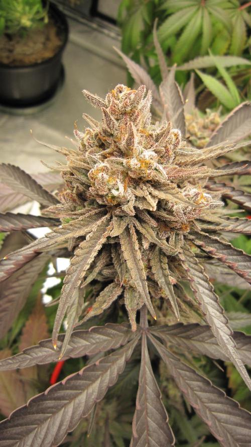 💪🔥⚡ Hulk OG - by IZI. Week 22 - Hulk OG