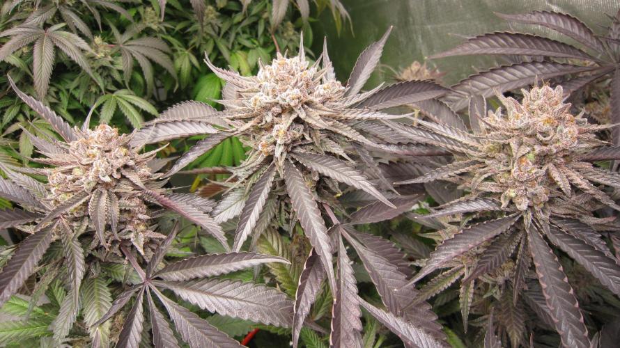 💪🔥⚡ Hulk OG - by IZI. Week 22 - Hulk OG