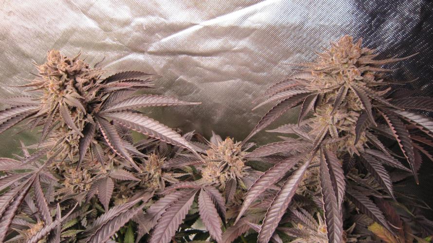 💪🔥⚡ Hulk OG - by IZI. Week 22 - Hulk OG