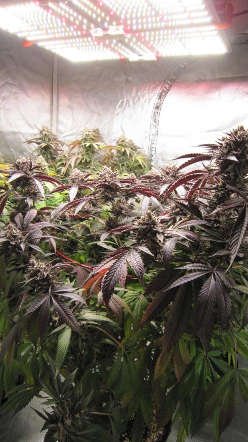 💪🔥⚡ Hulk OG - by IZI. Week 22 - Spider Farmer Light SF-4000