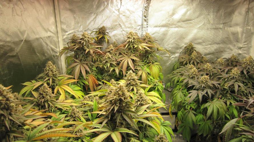 🍋 Lemon 🍊 Mandarin 😎 🤗 🤩. Week 22 - Plant #1 is in front Plant #2 is behind Plant #3 is top right.