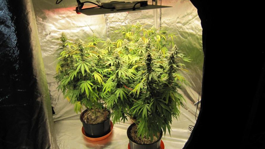 Gelatdos Jabb... My crossing.. Week 21 - In this tent... 3 Plants of, Gelatdos Jabb. Female plants from regular seeds