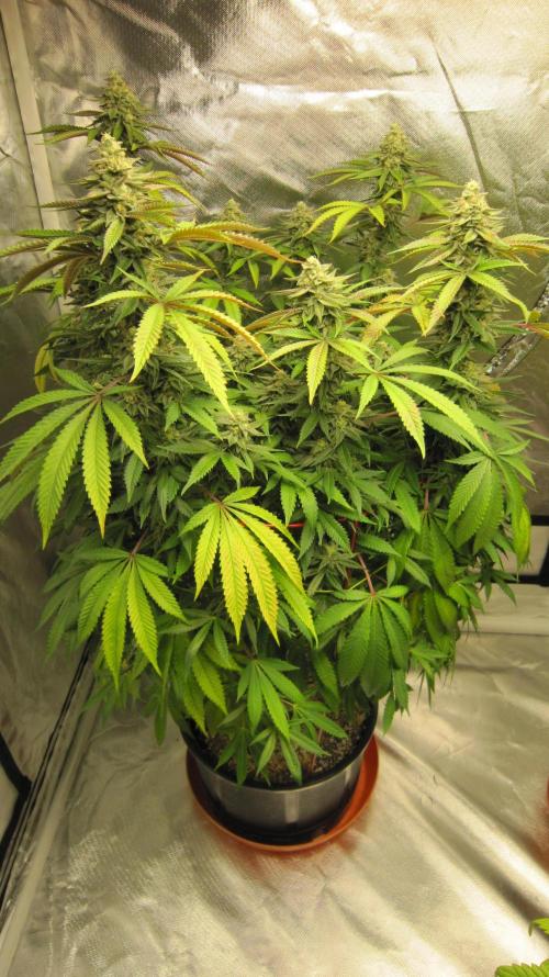 Gelatdos Jabb... My crossing.. Week 21 - Plant #1