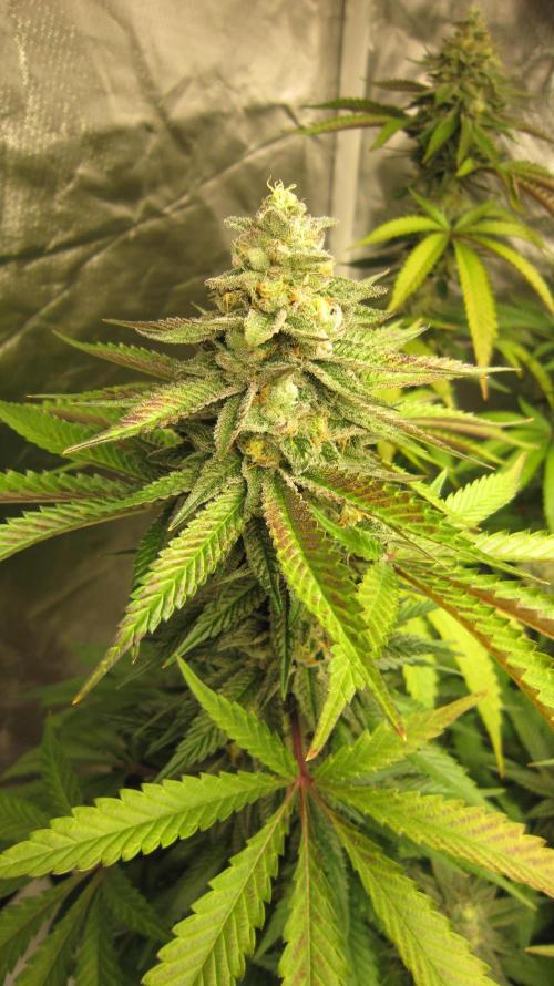 Gelatdos Jabb... My crossing.. Week 21 - Plant #1