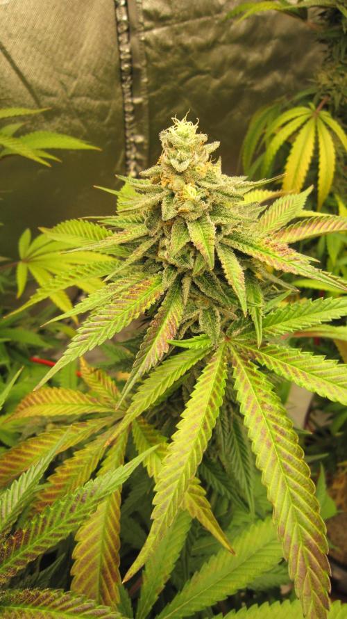Gelatdos Jabb... My crossing.. Week 21 - Plant #1