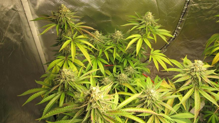 Gelatdos Jabb... My crossing.. Week 21 - Plant #1