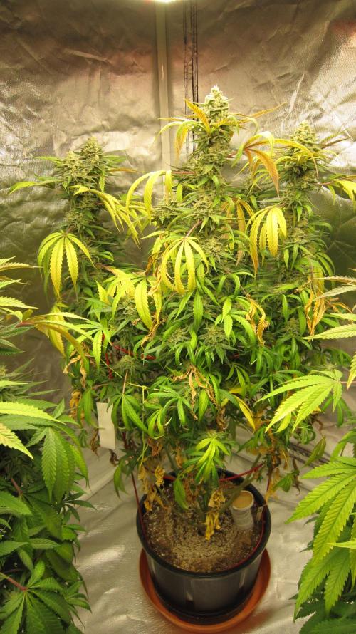 Gelatdos Jabb... My crossing.. Week 21 - Plant #2