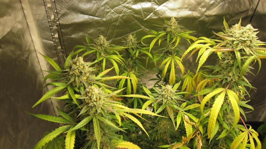 Gelatdos Jabb... My crossing.. Week 21 - Plant #2