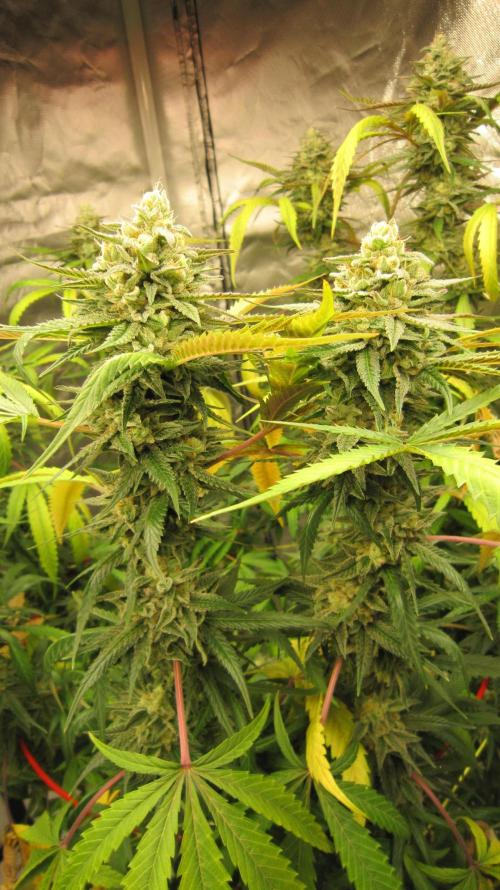 Gelatdos Jabb... My crossing.. Week 21 - Plant #2
