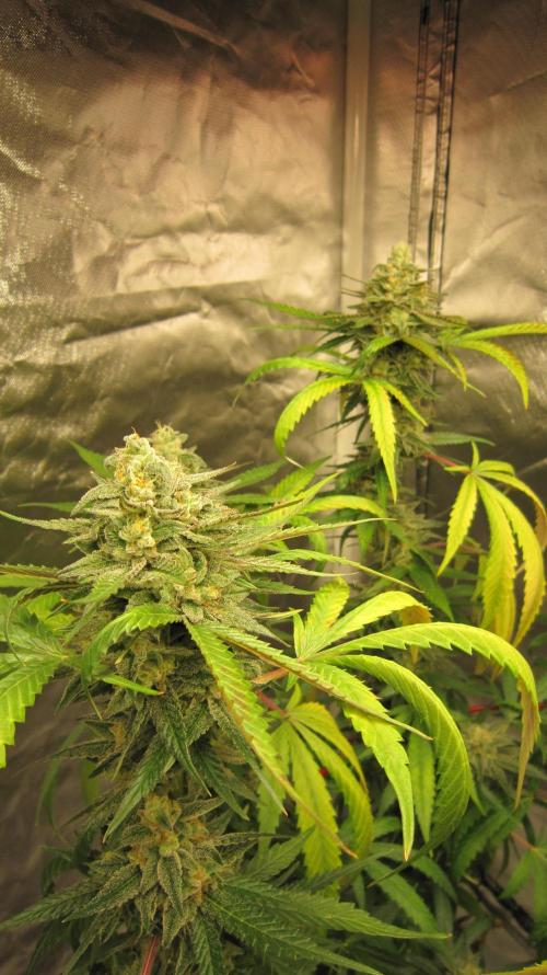 Gelatdos Jabb... My crossing.. Week 21 - Plant #2