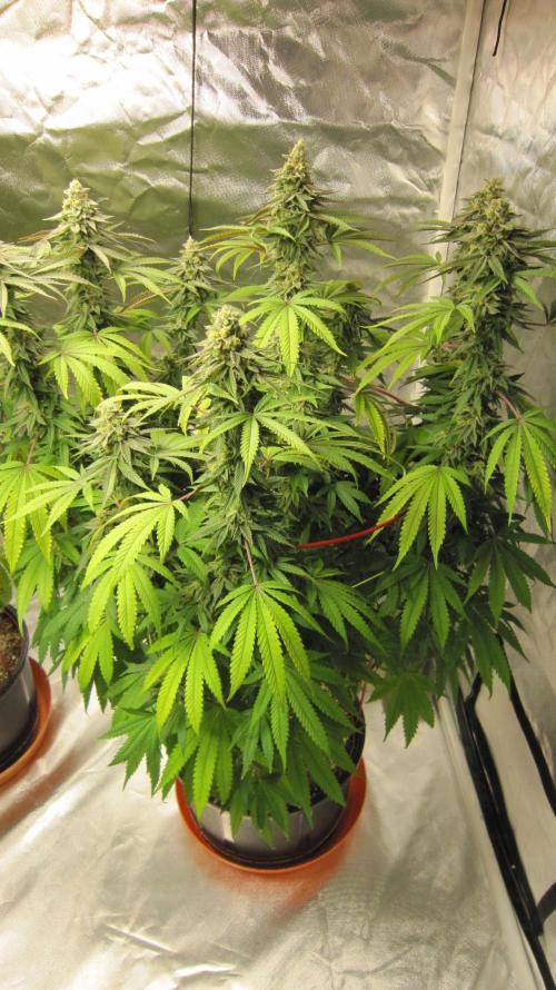 Gelatdos Jabb... My crossing.. Week 21 - Plant #3