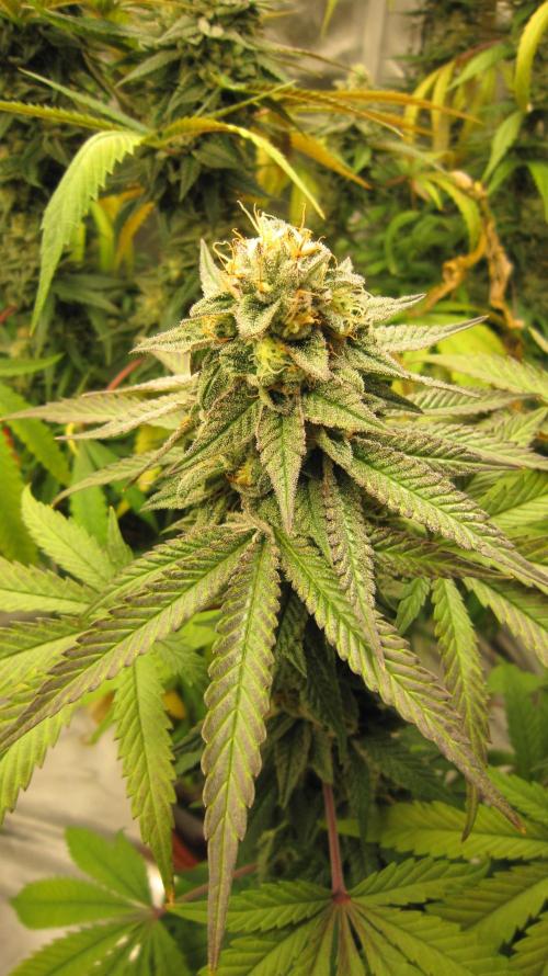 Gelatdos Jabb... My crossing.. Week 21 - Plant #3