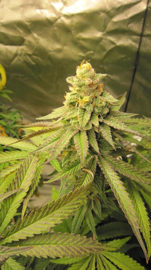 Gelatdos Jabb... My crossing.. Week 21 - Plant #3