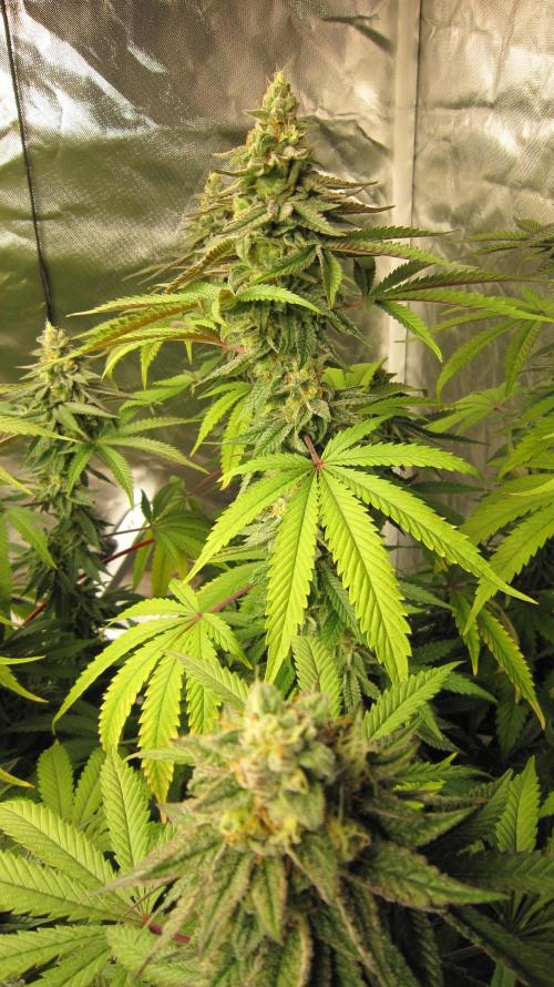 Gelatdos Jabb... My crossing.. Week 21 - Plant #3