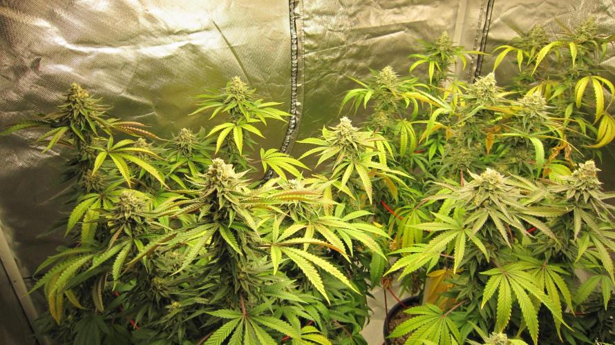 Gelatdos Jabb... My crossing.. Week 21 - Gelatdos Jabb - 3 Plants