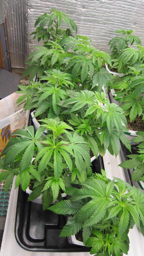 Runtz Mintz Cream by SnowShoe Joe. Week 6 - Plants 1 to 8