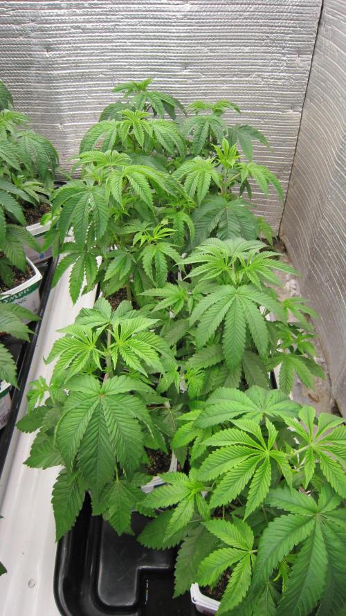 Runtz Mintz Cream by SnowShoe Joe. Week 6 - Plants 9 to 16