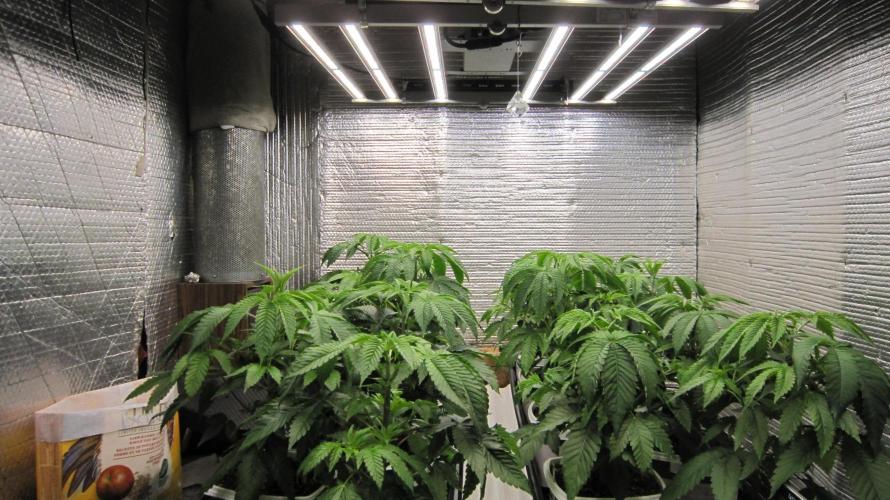 Runtz Mintz Cream by SnowShoe Joe. Week 6 - Mars Hydro Light - FC-4800