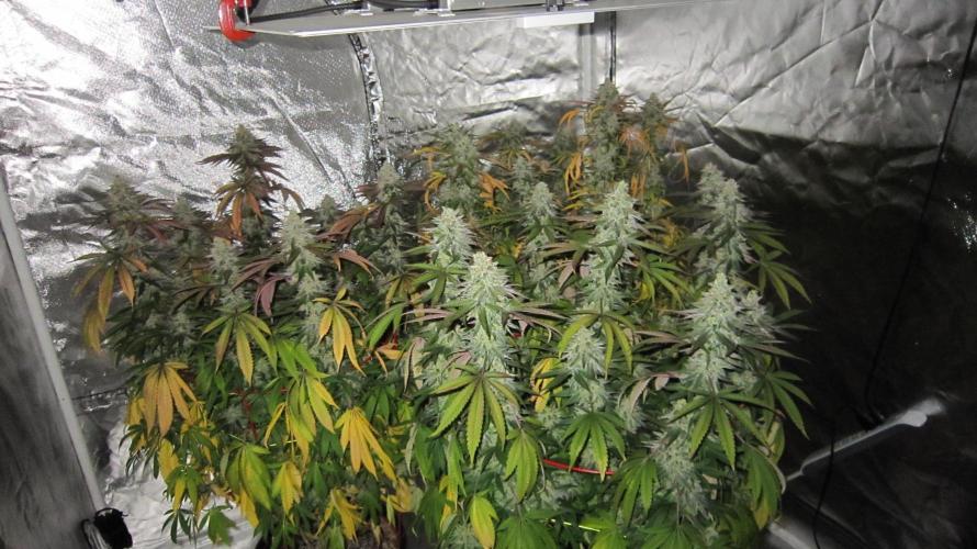 Gelatdos Jabb... My crossing.. Week 22 - Gelatdos Jabb. 3 female plants. Forgot to take pics when the light was on.