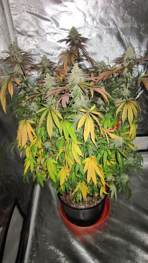 Gelatdos Jabb... My crossing.. Week 22 - Plant #1 - Week 8 and I've got some yellow leaves.