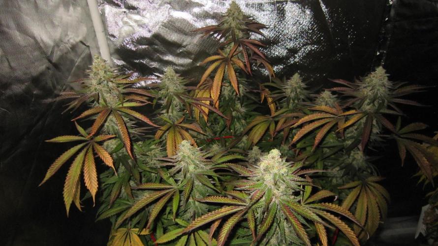 Gelatdos Jabb... My crossing.. Week 22 - Plant #1