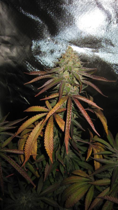 Gelatdos Jabb... My crossing.. Week 22 - Plant #1