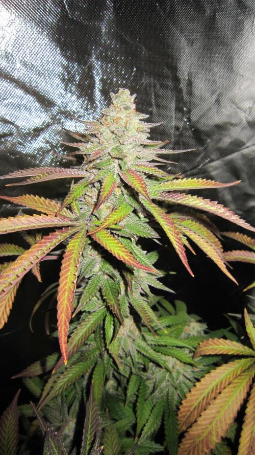 Gelatdos Jabb... My crossing.. Week 22 - Plant #1