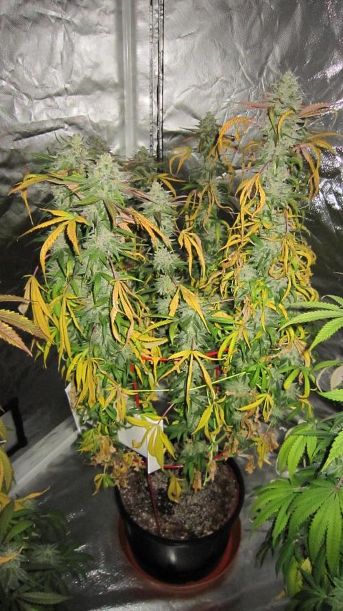 Gelatdos Jabb... My crossing.. Week 22 - Plant #2 - And this plant has more yellow leaves.