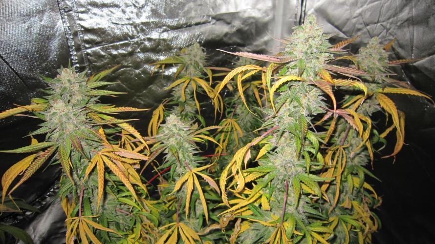 Gelatdos Jabb... My crossing.. Week 22 - Plant #2 - All the plants got the same treatment and nutrients.