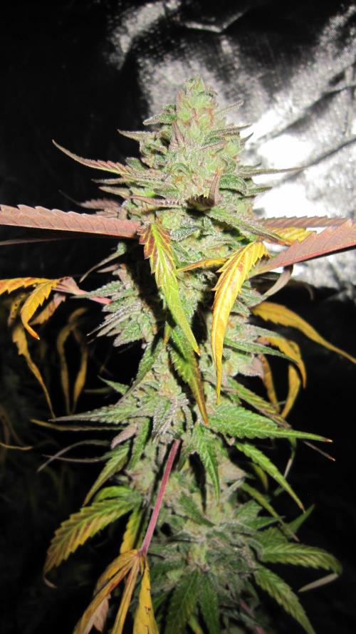 Gelatdos Jabb... My crossing.. Week 22 - Plant #2