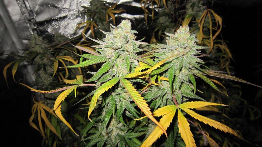 Gelatdos Jabb... My crossing.. Week 22 - Plant #2