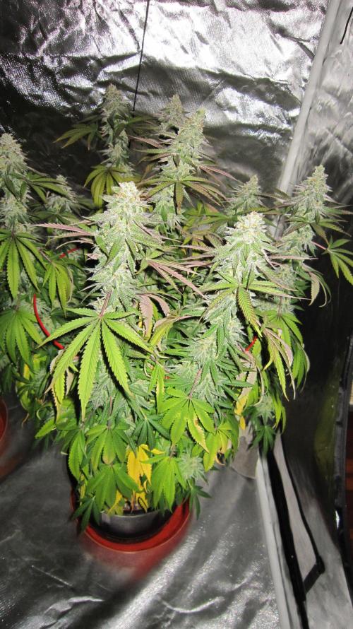 Gelatdos Jabb... My crossing.. Week 22 - Plant #3 - has less yellow leaves